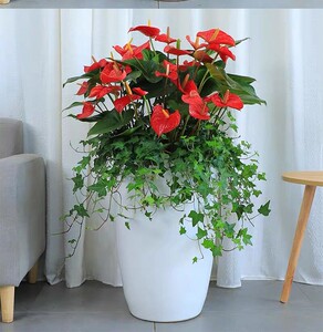 长沙红掌大型绿植花卉盆栽办公室客厅四季开花植物同城专车送货