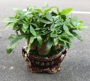 桌面发财树盆栽植物开业乔迁道贺前台办公室长沙同城花店配送上门