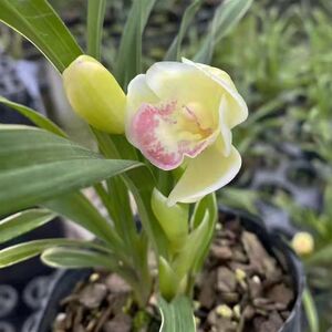 玉芙蓉红神荷兰花苗带花苞金边矮种浓香型室内办公室小巧盆栽绿植
