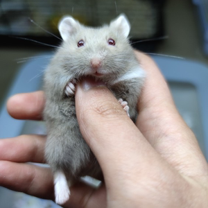 【一线紫罗兰】侏儒仓鼠家养科养亲人好上手