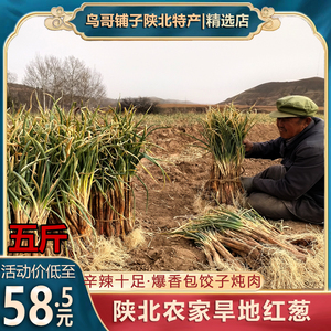 陕北红葱山地新红皮葱丝铁锅炖羊肉调料调味品新大葱旱地5斤包邮