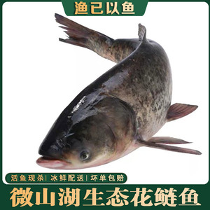 新鲜胖头鱼花