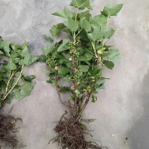 【黑葡萄树】黑葡萄树品牌,价格 - 阿里巴巴