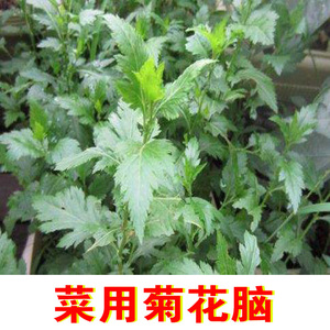 菜用鸡蛋汤大叶菊花脑带根种苗菊花菜 吃叶好种好活菊花老根苗