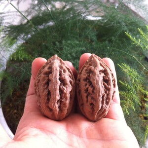 野生大秋子文玩核桃粗筋核桃东北大秋子练手把玩