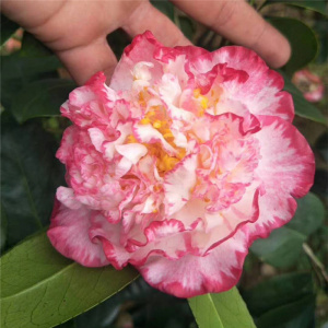 宽彩带又名白衣大凤冠茶花树苗盆栽带花苞好养易活室内外绿植花卉