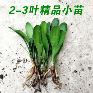 君子兰苗包邮盆栽室内绿植花卉兰花植物好养四季常青立板精品小苗