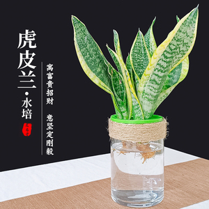 养虎皮兰的花盆