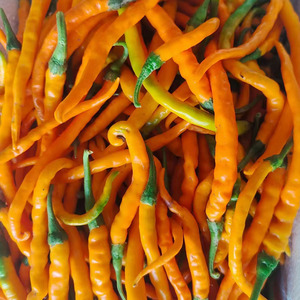 黄贡椒 新鲜辣椒现摘发货500g