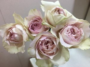 伊芙感谢香水 纯伊芙系列新品浓香切包月季花苗盆栽花卉扦插小苗