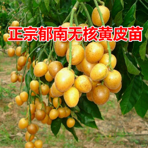 正宗郁南无核黄皮苗 大鸡心黄皮嫁接苗 冰糖黄皮树苗黄旦当年挂果