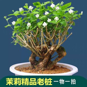 茉莉花盆栽老桩老根盆景阳台庭院客厅绿植花卉四季开花