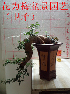 卫矛盆景 老桩 精品桩材