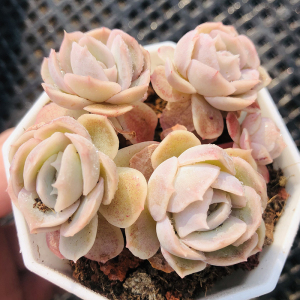 约瑟琳群生7cm盆 多肉植物 经典老品种 果冻色群生 控养2年