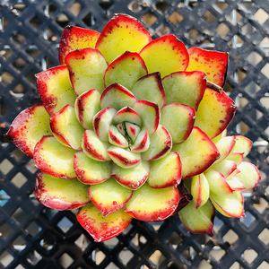 肉酱玫瑰5cm盆单头 多肉植物 经典品种 墨西哥灵隐杂交优选果冻体