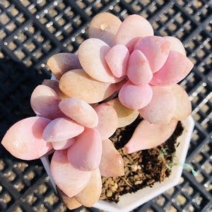 桃霜7cm盆双头 多肉植物 桃蛋的杂交品种 粉色状态体表带粉