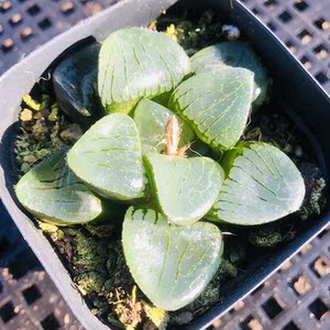 日月潭7cm盆单头 多肉植物 玉露类高端品种 开窗大 油亮通透