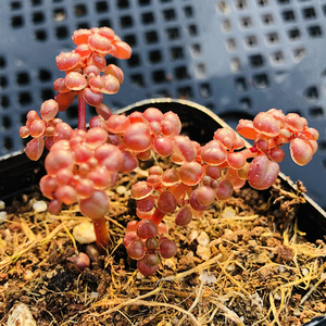 露镜7cm盆小桩 多肉植物 经典热门品种 底部为透明体 精控小叶形