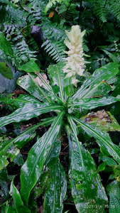 广西原生稀有绿植花卉盆栽 大杜若 水陆缸生态雨林植物造景喜阴