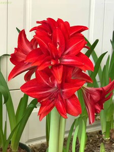 00tb594528036淘宝朱顶红种球双美味朱顶红双美味重瓣盆栽进口品种