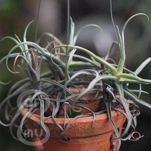 空气凤梨【欧洲】reichenbachii small form 小型种矮树猴