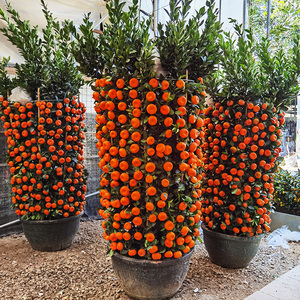 四季桔盆栽带果招财果金桔年宵花朱砂橘绿植办公室年橘大广州佛山