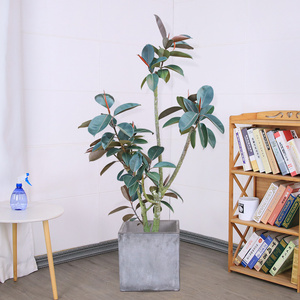 老桩造型黑金刚橡皮树落地盆栽 多枝印度榕耐阴好养客厅室内绿植