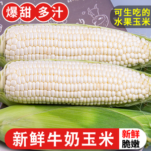 漳州水果玉米爆浆冰糖牛奶甜玉米4斤应当季新鲜现摘可生吃玉米棒5