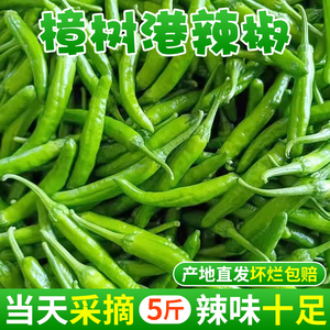 正宗樟树港辣椒5斤当季现摘微辣薄皮嫩青椒农家自种特产蔬菜包邮3