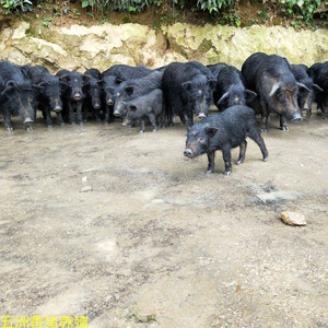 出售纯种藏香猪幼崽活体活物黑猪幼崽活体幼苗大型成年母猪猪仔