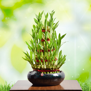 节节高富贵竹开业