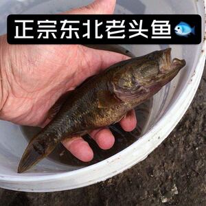 渔民直销正宗野生老头鱼东北大老头鱼黑龙江特产山胖头新鲜活速冻
