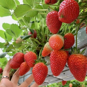 草莓种籽奶油草莓盆栽苗四季开花结果室内外花卉种子盆栽阳台水果