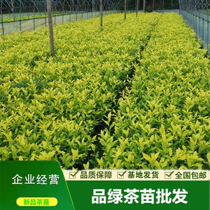 黄金甲茶苗 早黄茶树树苗奶白御金香龙井43品绿茶叶苗一年生2021