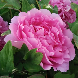 鲁菏红 菏泽正品牡丹花苗 阳台盆栽木本花卉庭院地曹州古树