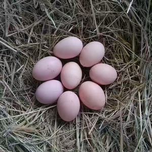 皖南农村土鸡蛋