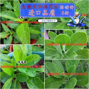 胰岛树胰岛素苗尼基71376罗草降糖树苗血糖活草苗苗绿植食苗用