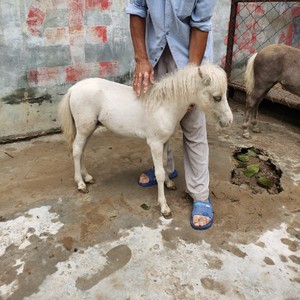 山东振豪特种养殖公司淘宝小矮马小型马活体纯种乘骑真马矮脚宠物马