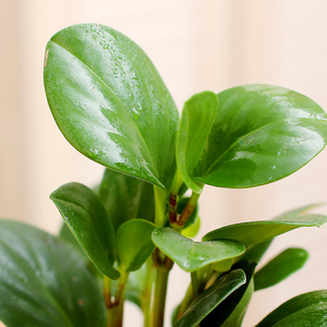 青叶碧玉豆瓣绿水培植物室内盆栽花卉p办公桌小盆栽花草