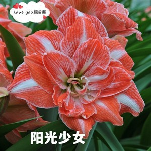 缘分花圃 下架 【阳光少女】荷兰进口朱顶红重瓣