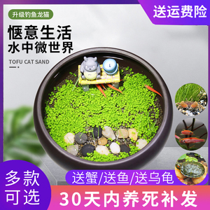 微景观龙猫垂钓办公室桌面盆栽紫砂陶瓷鱼缸植物种子创意水培植物
