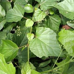 野葡萄藤 新鲜蛇白蔹假葡萄野山葡萄 中草药见毒消藤叶现采鲜藤叶