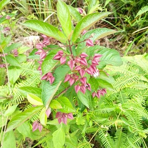 野生鬼灯笼草现采新鲜白花鬼点火苦灯笼 中草药材 凉茶整棵发货
