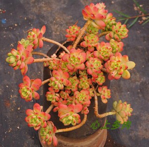 心上多肉植物香格里拉超大号木质粗桩无砍悬崖老桩 可寄养度夏