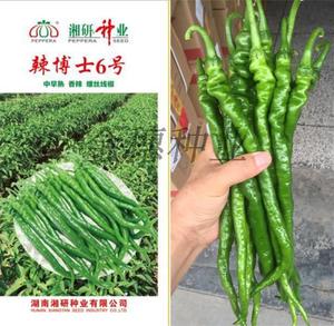 湘研辣椒种子蔬菜种子辣博士6号 螺丝长线椒 高产 抗病性强