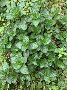 鱼香菜鱼香薄荷香料盆栽一斤