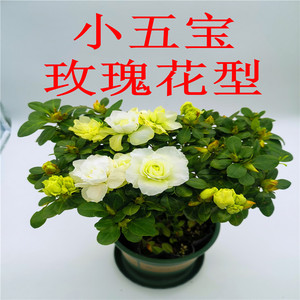 小五宝杜鹃花绿白色玫瑰花瓣型带花苞四季开花珍贵品种阳台庭院