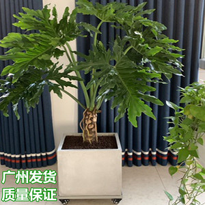 龙鳞春羽蔓绿绒老桩盆栽室内大型绿植书房客厅吸甲醛水培观叶植物