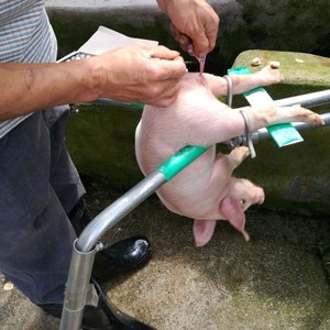阉猪架子加强型