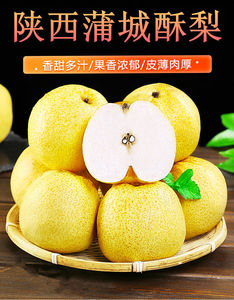陕西蒲城酥梨 梨子新鲜水果 农产品儿童孕妇非砀山贡梨 香梨 包邮